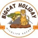Big Cat Holiday Profile Picture