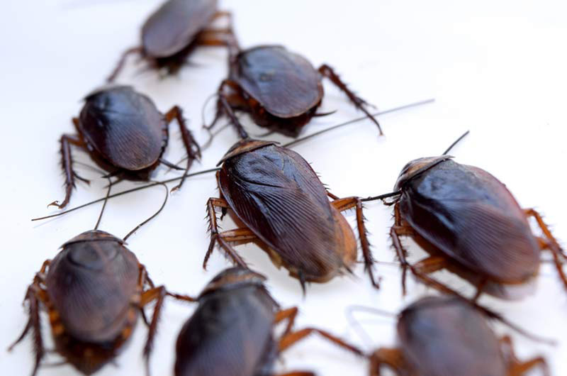 Pest Control Companies Near Me in Ohio | (440) 520-1778 |